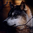 wolfik wolfik