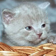 asya2605 asya2605